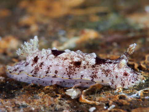 Aphelodoris antillensis