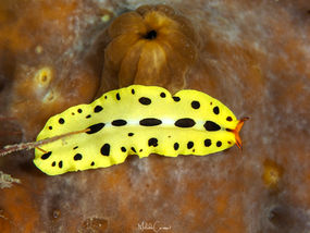 Eurylepta