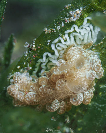 Spurilla sargassicola en ponte 