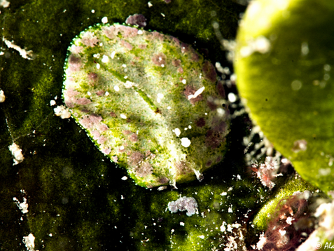 Elysia corinneae