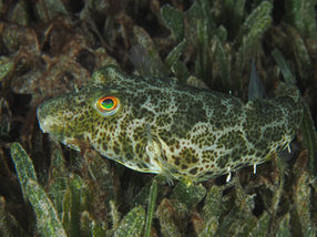 Sphoeroides testudineus
