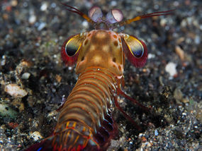 Odontodactylus scyllarus