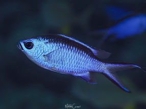 Azurina cyanea Chromis bleu (FR), Blue chromis (EN)