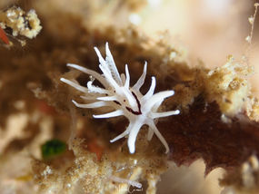 Bermudella brunneomaculata