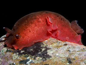 Dendrodoris krebsii 