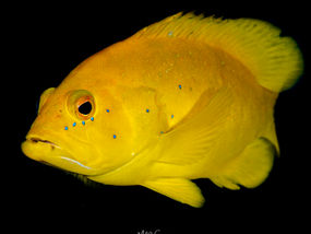 Cephalopholis fulva