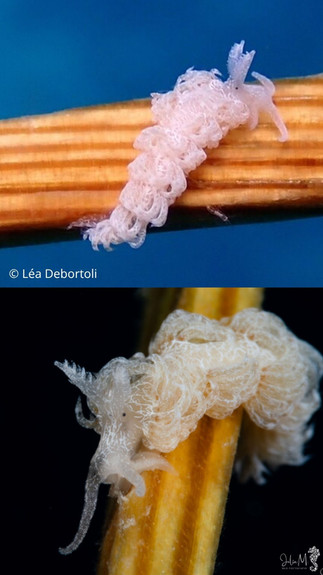 Noumeaella kristenseni