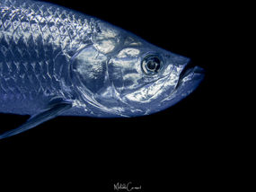 Megalops atlanticus