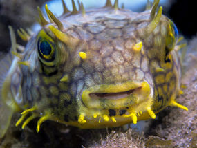 Chilomycterus antillarum