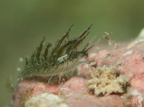 Placida kingstoni