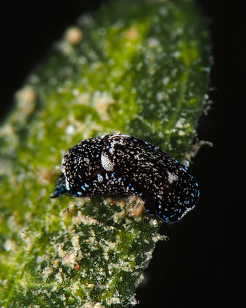 Camachoaglaja mariagordae en Guadeloupe. 