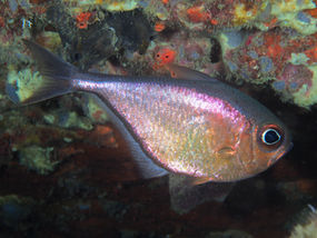 Pempheris schomburgkii
