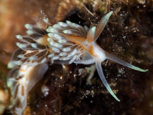 Berghia rissodominguezi