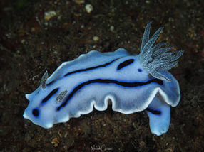 Chromodoris willani