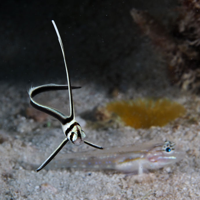 Equetus lanceolatus