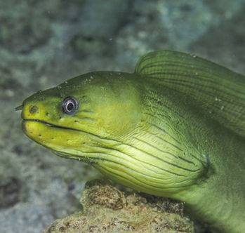 Gymnothorax funebris 