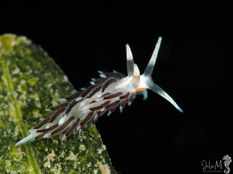 Learchis evelinae