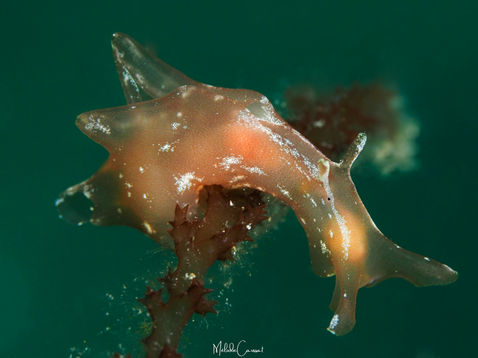 Aplysia brasiliana