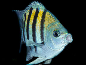 Abudefduf saxatilis Sergent-major des Caraïbes (FR),  Sergeant major, coralfish (EN)