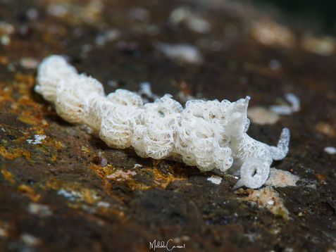 Noumeaella kristenseni 