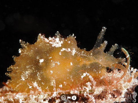Notarchus punctatus