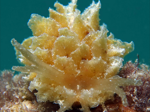 Polybranchia schmekelae