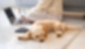 close-up-worker-dog-home.jpg