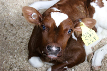 Siri the Calf at Hornstra Farm, MA