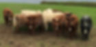 Young Highland cattle Trerieve Farm Downderry Cornwall
