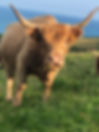 Highland cow grazing by the sea Cornwall