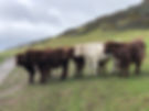 Highland Bullocks