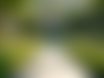 Creative Garden Design Ideas and Tips for a Stunning Outdoor Space