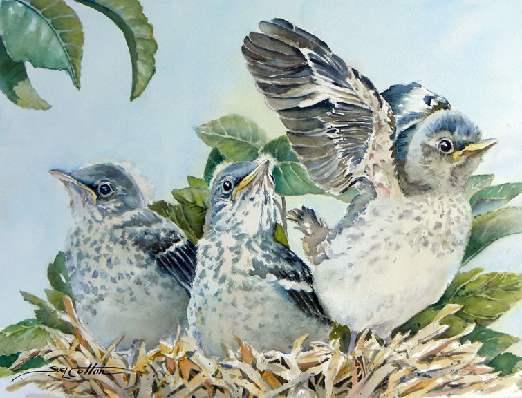 Sue Lynn Cotton