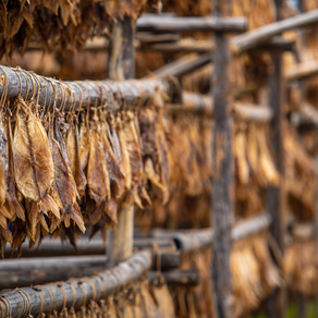 What Is Tørrfisk? Norway’s Ancient Arctic Food