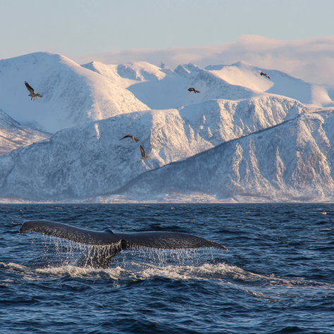 What to do in Tromsø in November
