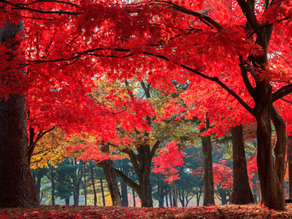 Menikmati Keindahan Alam di Pulau Namisom, Bendungan Jeonpyeong