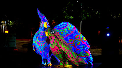 NIGHT PARROTS