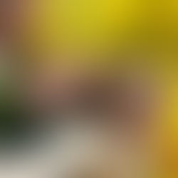 Celebrating the Amazing Women of Opus Web Design