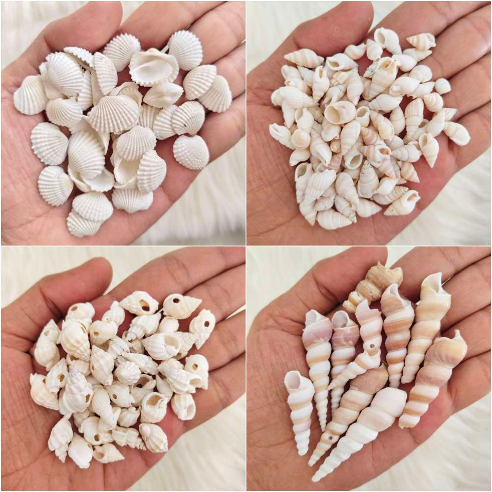 Sea shells for resin art mix