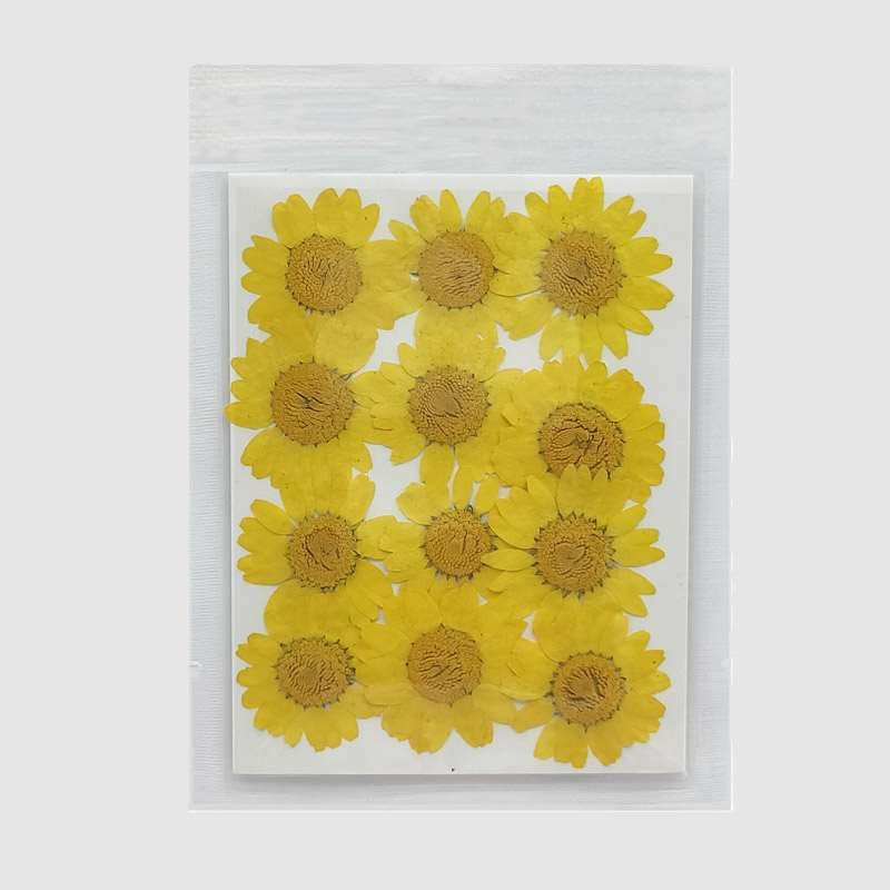 Dry Pressed Daisy Flower Sheet - Pack of 12