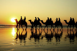 cammelliaustralia