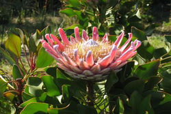 Protea