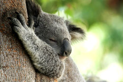 koala