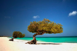 caraibi_aruba_3