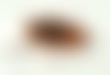 Espécies de Baratas - Conheça os tipos de Baratas em sua Residência.