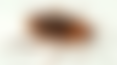 Espécies de Baratas - Conheça os tipos de Baratas em sua Residência.