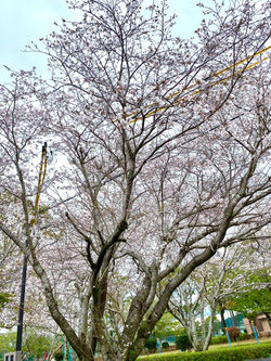 田野総合運動公園