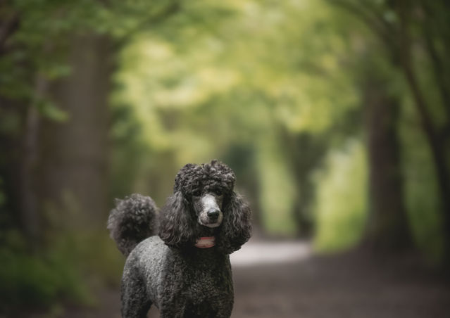 Poodles