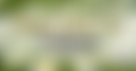 field of daisies