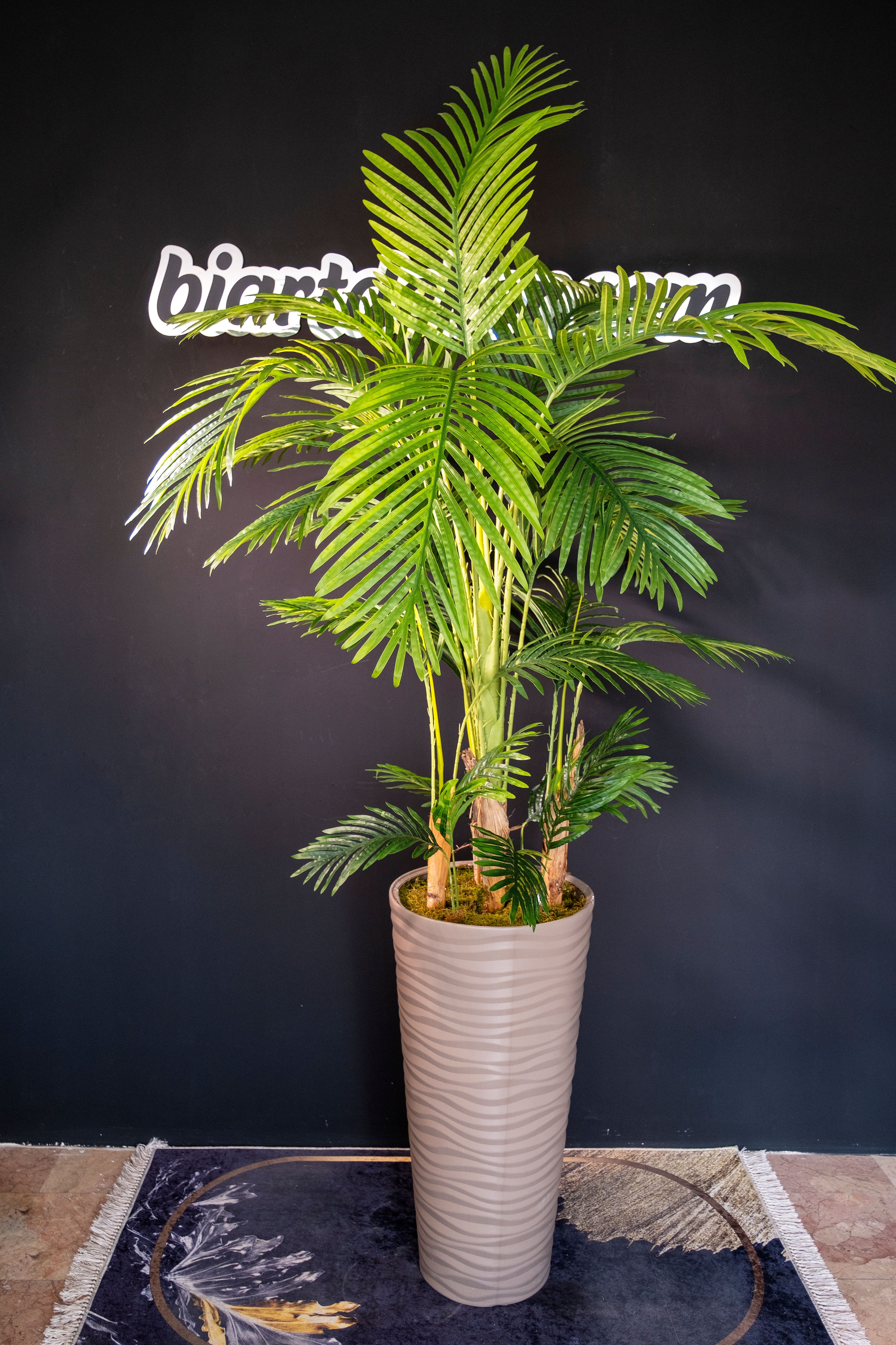 Yapay 7 Kök Areka Ağacı